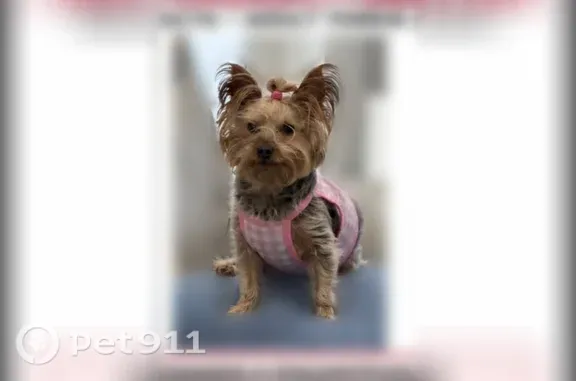 Lost female dog, Northwest 2nd Street, 605, Florida City — black and grey body - photo