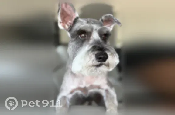 Lost pets El Paso, photo: Lost dog, Paseo del Norte, 7305, El Paso — male, 7-year-old schnauzer