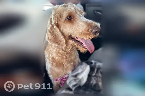 Lost Dog, Kell West Boulevard,...
