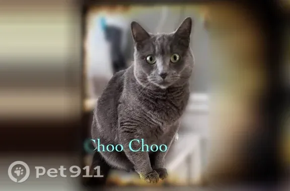 Lost female cat, Northcliff Avenue, 5684, Cleveland — vocal and responds to her name - photo