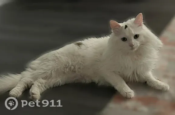Lost cat, West Nine Mile Road, 27400, Farmington Hills — male with long white hair - photo