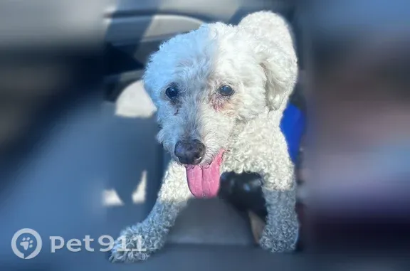 Found dog Fayetteville, photo: Found dog, Decatur, Arkansas, Fayetteville — dark gray spots on her back