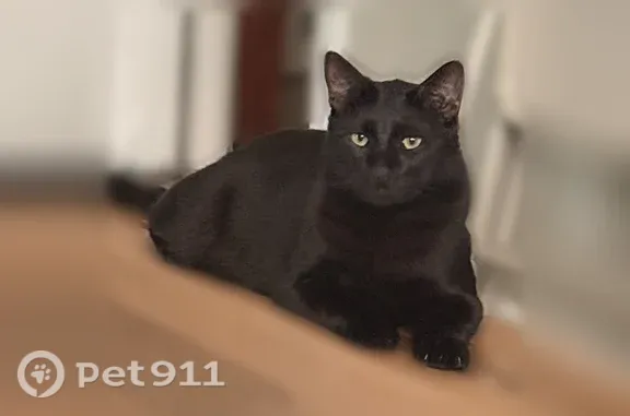 Lost cat, 77th Street, 1934, Brooklyn — male, all black - photo