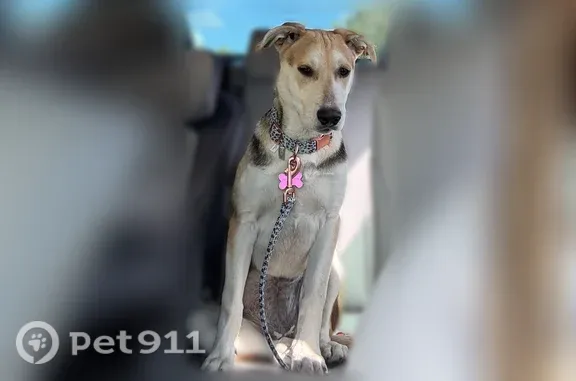 Missing dog San Francisco, photo: Lost female dog, Bay Point, California, San Francisco — German Shepherd/Pitbull mix with blue collar