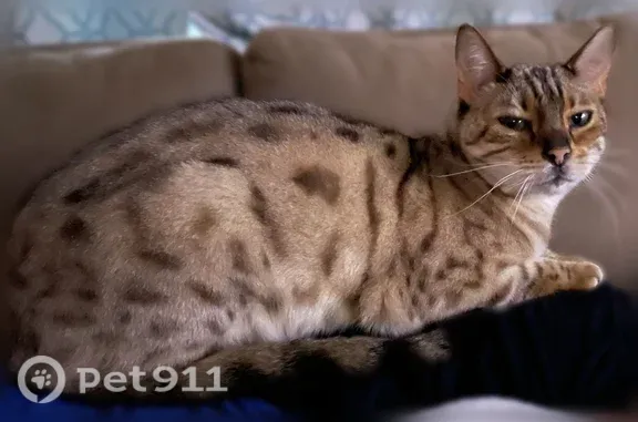 Lost cat, Southwest 80th Drive, 701, Gainesville — male Bengal, very vocal - photo