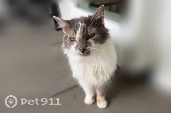Found cat Portland, photo: Found cat, Southeast Rural Street, 1630, Portland — white markings on neck and forehead