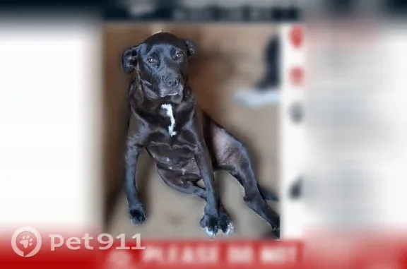 Lost female dog, Spragins Hollow Road Northwest, 10113, Huntsville — black Lab mix with crooked front paws - photo