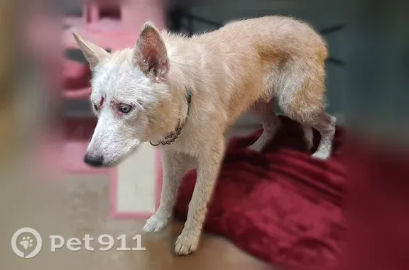 Lost pets Dentsville, photo: Lost male dog, South Shields Road, 290, Dentsville — tan husky dragging a green leash