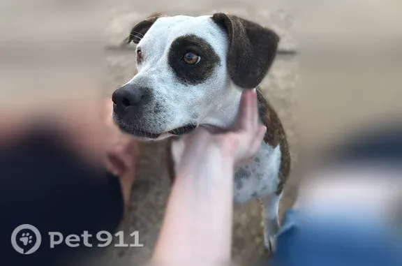 Lost dog, Atoka, Tennessee — f...