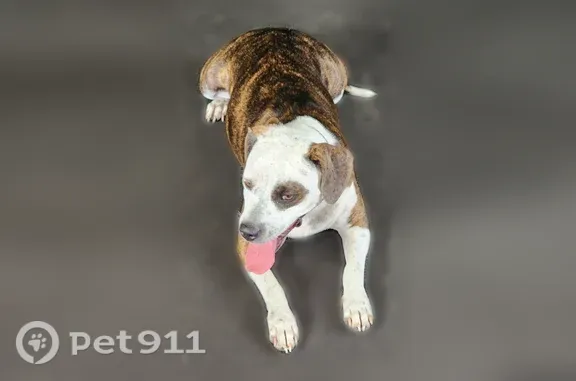 Found dog, Atoka, Tennessee, Arlington — female who recently gave birth - photo