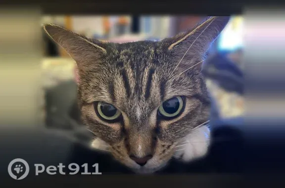 Lost cat, Belfast Road, 11, Peabody, Enosburg Falls — female gray calico with blue and yellow eyes - photo