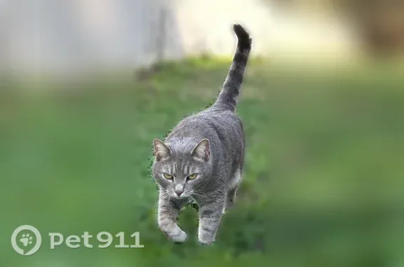 Lost male cat, Avent Circle, 409, Holly Springs, Raleigh — gray tabby, friendly with humans - photo