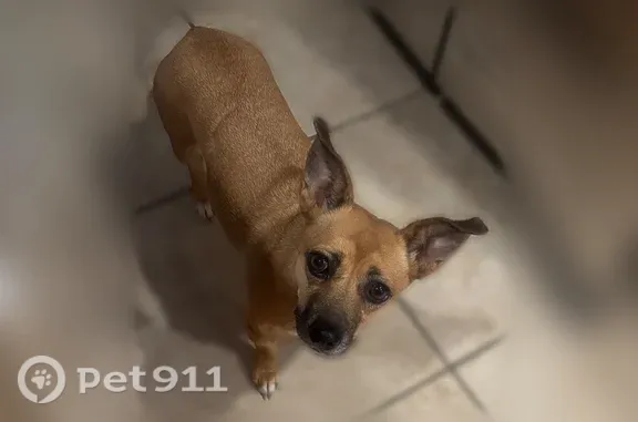 Lost dog, female, Tara Drive,...
