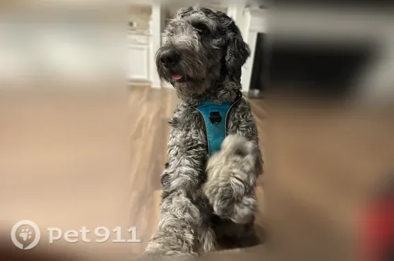 Lost dog, Drew Road, 4198, Cum...