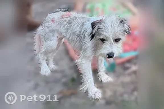 Lost dog, I 77, Wytheville, Wy...