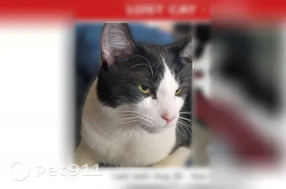 Lost pets Columbia, photo: Lost cat, Chestnut Street, 308, Columbia — male tuxedo cat with a white blaze