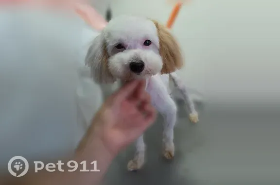 Lost dog, Fairview Street, 140...