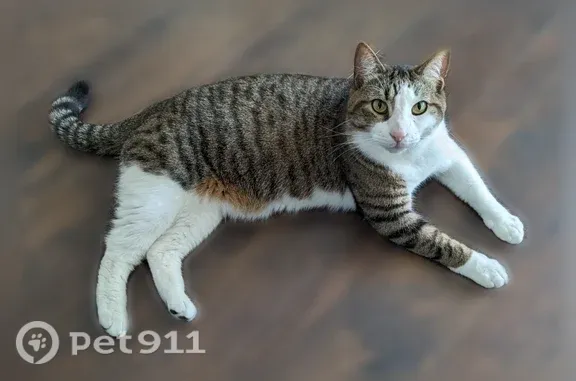 Lost cat, 122nd Avenue, 1219, Hopkins, Allegan — male with a white left front leg - photo
