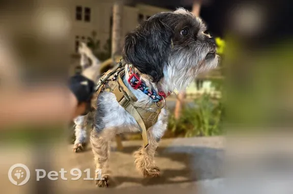 Lost dog, Wilson Place, 17, Roosevelt — small white-and-black male dog - photo