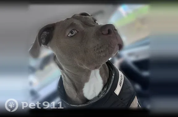 Missing dog Redmond, photo: Lost dog, 23rd Avenue, 1819, Seattle, Redmond — female pit bull-type with a white chest