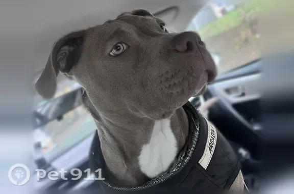 Missing dog Female, Seattle (usl547180) - photo