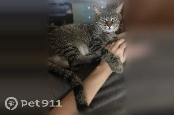 Lost cat, female, Knollcrest Avenue, 2029, Clermont — skittish around strangers - photo