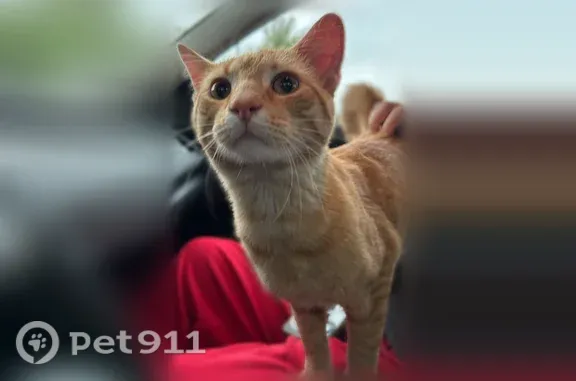 Found cat Des Moines, photo: Found cat, East Sheridan Avenue, 3700, Des Moines — friendly male orange tabby