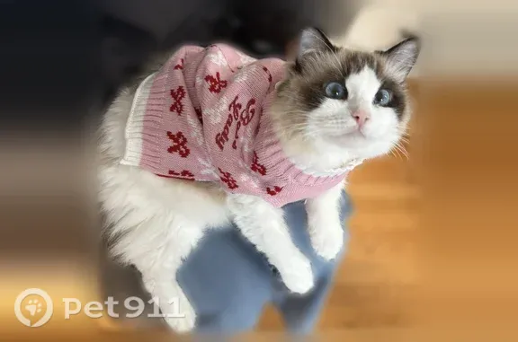 Lost female cat, Andes Hills Court, 45425, Novi - photo