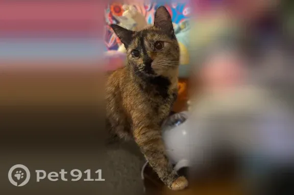 She is about a year old, tortoiseshell cat, color line down her face. Answers to Tiny Baby. Is an inside only cat and we don't know how she got out. My son's emotional support cat. $200 reward. Last seen on the corner area of Buhne and Union in eureka, CA around 5pm on Tuesday Sept 22