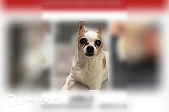 Lost Dog, Merriam Avenue, 1327, Fort Lee — male, white and tan - photo