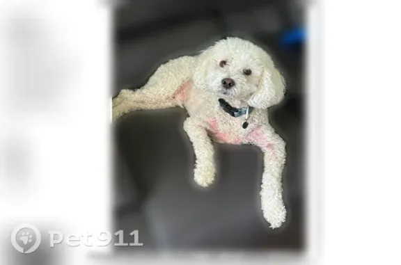 Lost pets Norcross, photo: Lost dog, Singleton Valley Circle, 1133, Norcross — male Cockapoo, 25 pounds