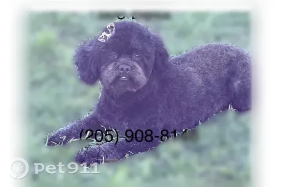 Lost pets Gardendale, photo: Lost dog, Pleasant Grove Road, 1659, Hueytown, Gardendale — black mini poodle