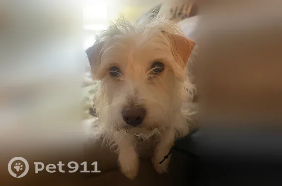 Lost dog, Tucson — small beige terrier mix named Tuck - photo