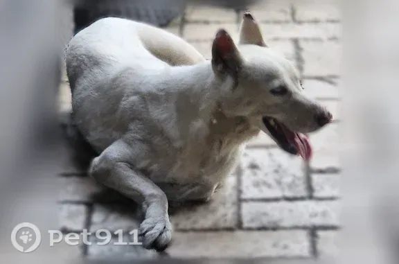 Lost dog, female, Knurled Oak Lane, 8312, Spring — white husky with blue eyes - photo