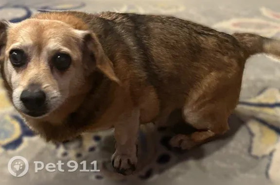 Found pets Knoxville, photo: Found Dog, Duck Springs Lane, 1415, Knoxville — friendly senior male