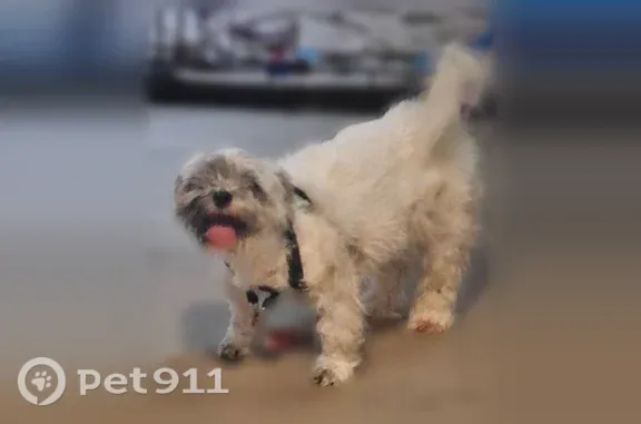 Lost dog, female, East Iliff Avenue, 9700, Denver, Denver — black spots when shaved - photo