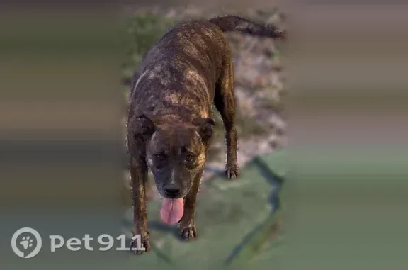 Lost dog, Northwest 17th Avenue, 7169, Miami — female with black spots - photo