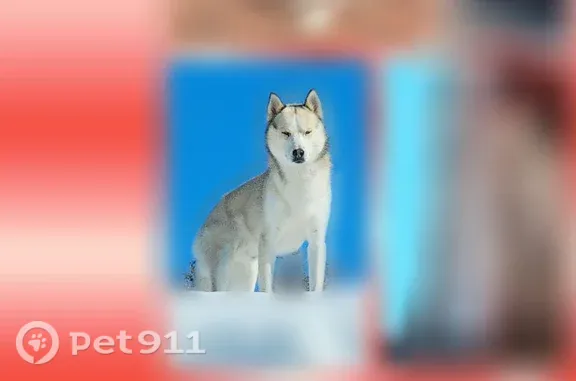 Missing dog La Junta, photo: Lost dog, 1st Avenue, 30221, La Junta, La Junta — male Husky with bright blue eyes