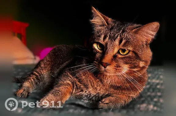 Lost male cat, High Street, 129, Clinton — bright green eyes - photo