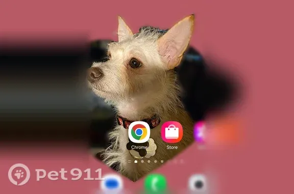 Lost male dog, Elm Grove Church Road, 341, Reidsville — white rainbow collar - photo