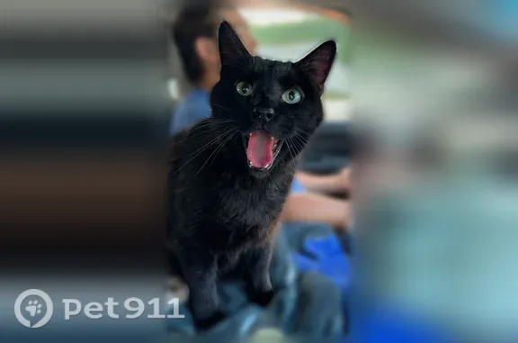 Lost cat, Wren Wood Drive, 4705, Columbia — male with green eyes - photo