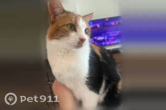Lost Cat, North Summerchase Circle, 14371, Willis, Houston — 4-year-old spayed female - photo