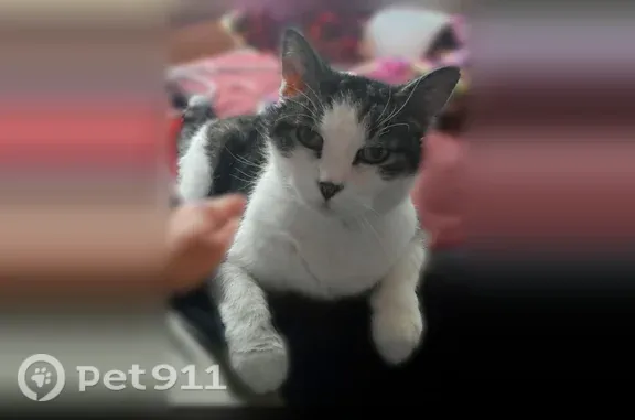 Lost cat, male, Calhoun Street, 17619, Lowell — elderly and frail - photo