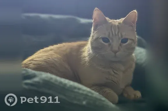 Lost pets Matthews, photo: Lost cat, Langley Mill Court, 8525, Charlotte, Matthews — female orange cat