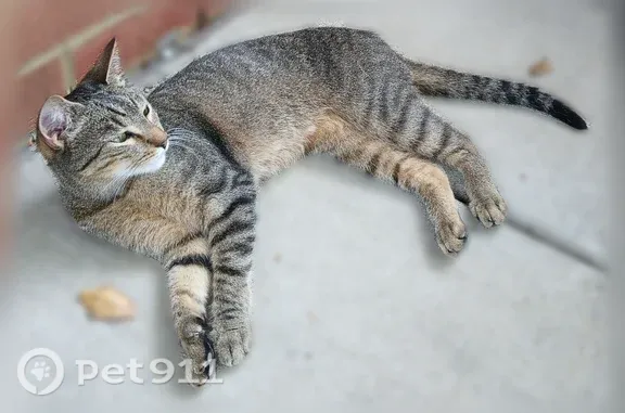 Found cat Newport News, photo: Found cat, Saint Thomas Drive, 348e, Newport News — friendly and comfortable around people