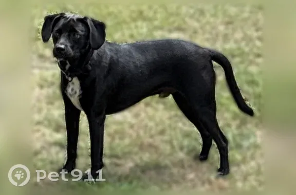 Found male dog, Butler Road, Georgia, Milledgeville — white chest patch - photo