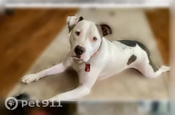 Lost dog, County Line Road West, 1836, Bradley — friendly male, part pit - photo