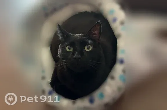Lost cat, Wren Wood Drive, 4705, Columbia — male with green eyes - photo