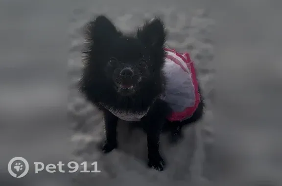 Lost dog, Harney Road, 9936, Thonotosassa, Miami — female black Pomeranian without a collar - photo