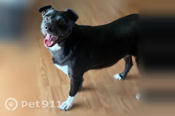Lost female dog, South Dixieland Road, 1623, Rogers — black with a white paw and chest - photo